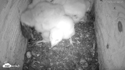 North Carolina Barn Owls Live Cam - May 13, 2026, 2:09am EDT