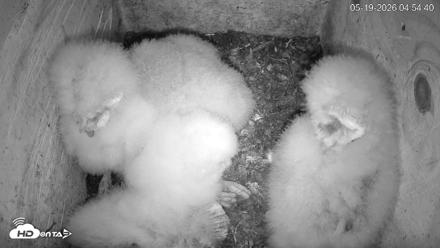 North Carolina Barn Owls Live Cam - May 19, 2026, 4:55am EDT