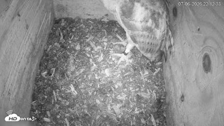 North Carolina Barn Owls Live Cam - Jul 6, 2026, 10:13pm EDT