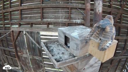 North Carolina Barn Owls Live Cam - Jun 16, 2026, 8:15pm EDT