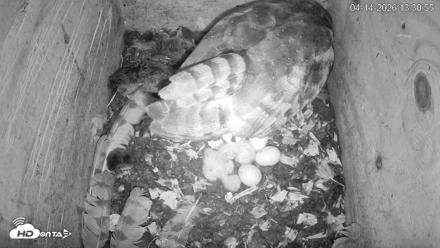 North Carolina Barn Owls Live Cam - Apr 14, 2026, 1:31pm EDT