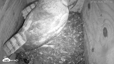 North Carolina Barn Owls Live Cam - Jul 3, 2026, 4:26pm EDT