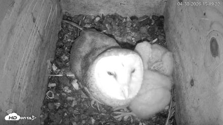 North Carolina Barn Owls Live Cam - Apr 30, 2026, 3:20pm EDT