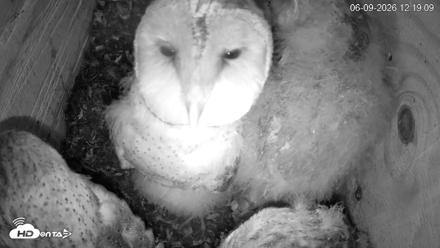 North Carolina Barn Owls Live Cam - Jun 9, 2026, 12:20pm EDT