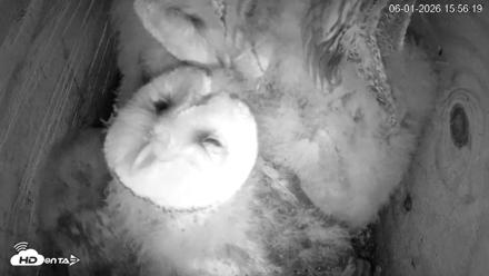 North Carolina Barn Owls Live Cam - Jun 1, 2026, 3:57pm EDT