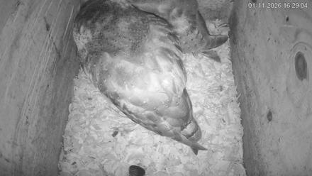 North Carolina Barn Owls Live Cam - Jan 11, 2026, 4:29pm EST