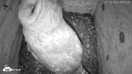 North Carolina Barn Owls Live Cam - Jul 14, 2026, 6:01am EDT