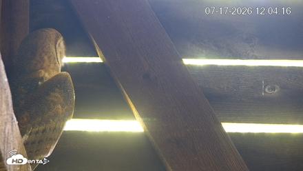 North Carolina Barn Owls Live Cam - Jul 17, 2026, 12:04pm EDT
