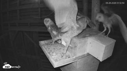 North Carolina Barn Owls Live Cam - Jun 26, 2026, 3:34am EDT