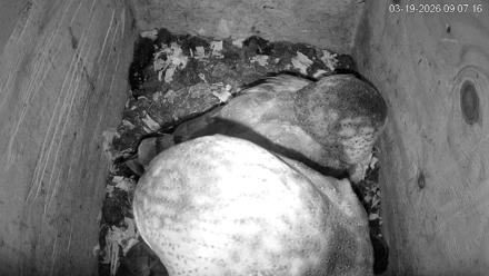 North Carolina Barn Owls Live Cam - Mar 19, 2026, 9:07am EDT