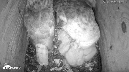 North Carolina Barn Owls Live Cam - Apr 27, 2026, 7:58pm EDT