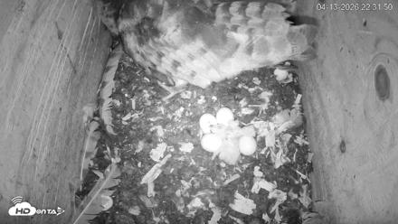 North Carolina Barn Owls Live Cam - Apr 13, 2026, 10:32pm EDT