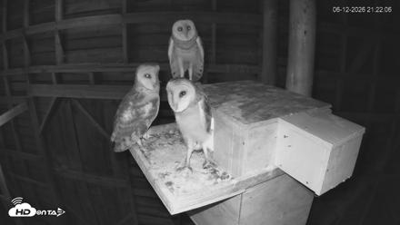 North Carolina Barn Owls Live Cam - Jun 12, 2026, 9:23pm EDT