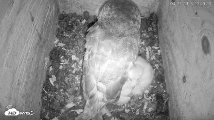 North Carolina Barn Owls Live Cam - Apr 27, 2026, 10:21pm EDT