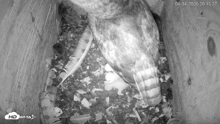 North Carolina Barn Owls Live Cam - Apr 14, 2026, 8:16pm EDT