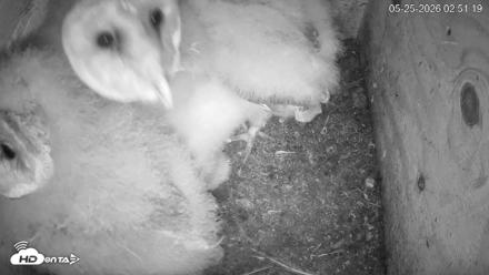 North Carolina Barn Owls Live Cam - May 25, 2026, 2:51am EDT