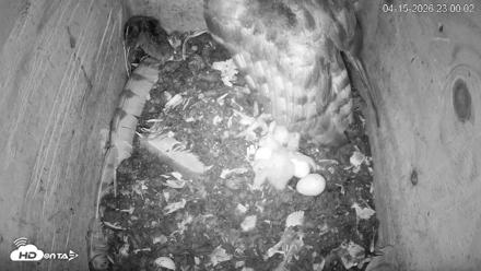 North Carolina Barn Owls Live Cam - Apr 15, 2026, 11:00pm EDT