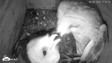 North Carolina Barn Owls Live Cam - Jul 5, 2026, 5:51pm EDT