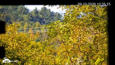 North Carolina Barn Owls Live Cam - Sep 10, 2026, 10:36am EDT