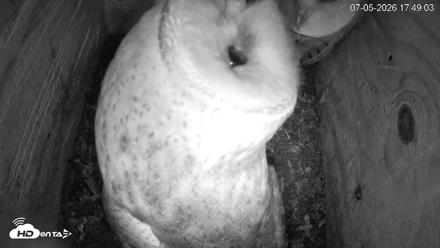 North Carolina Barn Owls Live Cam - Jul 5, 2026, 5:49pm EDT