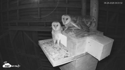 North Carolina Barn Owls Live Cam - Jun 26, 2026, 4:06am EDT