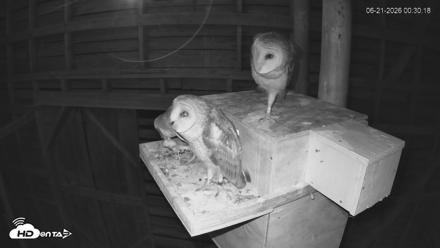 North Carolina Barn Owls Live Cam - Jun 21, 2026, 12:31am EDT