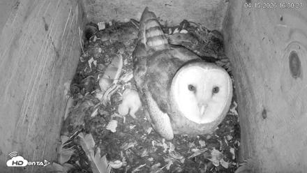 North Carolina Barn Owls Live Cam - Apr 15, 2026, 4:31pm EDT