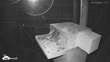 North Carolina Barn Owls Live Cam - Jun 17, 2026, 9:12pm EDT