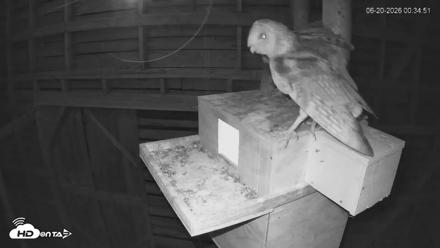 North Carolina Barn Owls Live Cam - Jun 20, 2026, 12:35am EDT