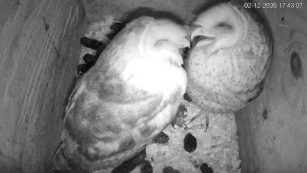 North Carolina Barn Owls Live Cam - Feb 12, 2026, 5:44pm EST