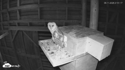 North Carolina Barn Owls Live Cam - Jun 11, 2026, 9:52pm EDT