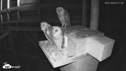 North Carolina Barn Owls Live Cam - Jun 27, 2026, 3:18am EDT