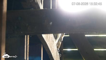 North Carolina Barn Owls Live Cam - Jul 8, 2026, 3:33pm EDT