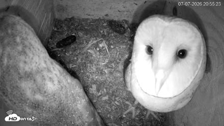 North Carolina Barn Owls Live Cam - Jul 7, 2026, 8:56pm EDT