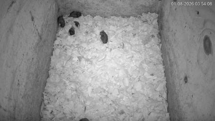 North Carolina Barn Owls Live Cam - Jan 8, 2026, 3:54am EST