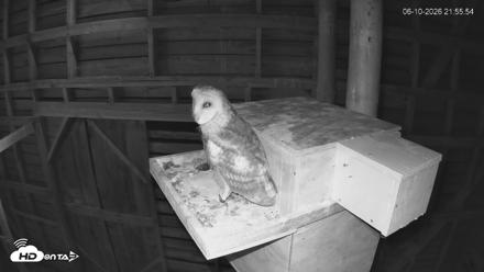North Carolina Barn Owls Live Cam - Jun 10, 2026, 9:56pm EDT
