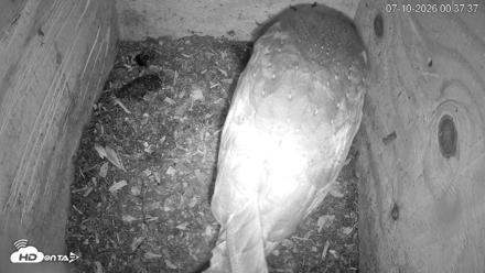 North Carolina Barn Owls Live Cam - Jul 10, 2026, 12:38am EDT