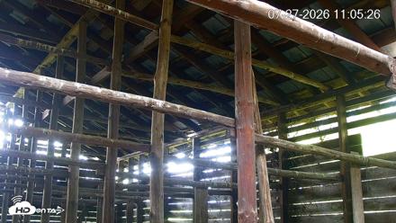 North Carolina Barn Owls Live Cam - Jul 27, 2026, 11:06am EDT