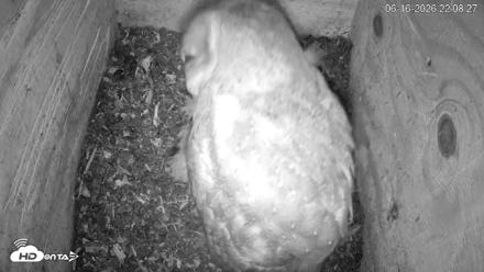 North Carolina Barn Owls Live Cam - Jun 16, 2026, 10:09pm EDT