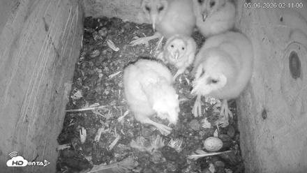 North Carolina Barn Owls Live Cam - May 6, 2026, 2:11am EDT