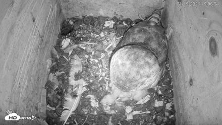 North Carolina Barn Owls Live Cam - Apr 19, 2026, 7:07pm EDT