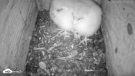 North Carolina Barn Owls Live Cam - May 9, 2026, 9:48pm EDT