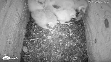 North Carolina Barn Owls Live Cam - May 11, 2026, 10:49pm EDT