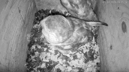 North Carolina Barn Owls Live Cam - Mar 11, 2026, 9:26am EDT