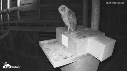 North Carolina Barn Owls Live Cam - Jun 27, 2026, 5:09am EDT