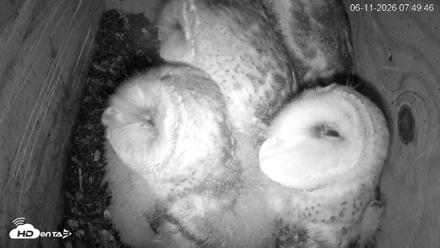 North Carolina Barn Owls Live Cam - Jun 11, 2026, 7:50am EDT