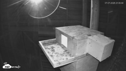 North Carolina Barn Owls Live Cam - Jul 7, 2026, 11:10pm EDT