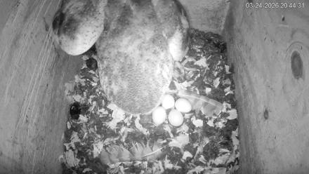 North Carolina Barn Owls Live Cam - Mar 24, 2026, 8:45pm EDT