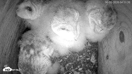 North Carolina Barn Owls Live Cam - Jun 5, 2026, 4:32am EDT