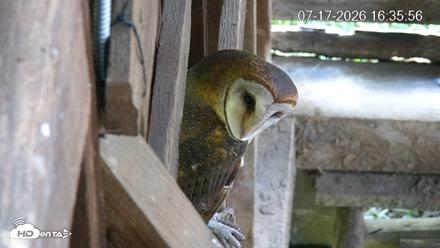 North Carolina Barn Owls Live Cam - Jul 17, 2026, 4:36pm EDT